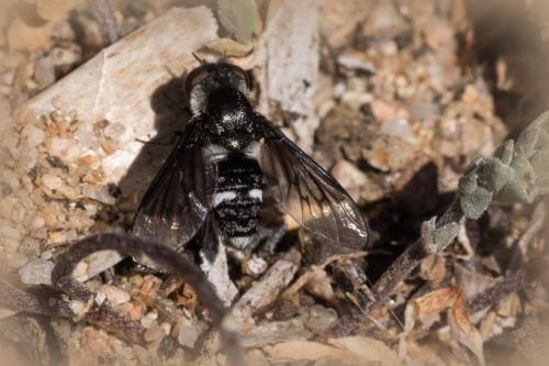 Chalcochiton holosericea